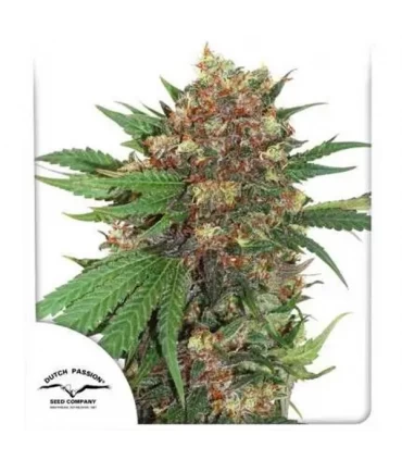 Masterkush - Dutch Passion - Kayamurcia.es