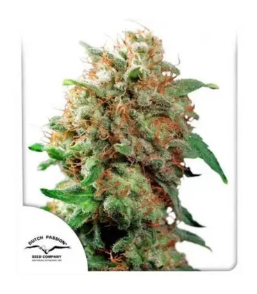 Mazar - Dutch Passion - Kayamurcia.es