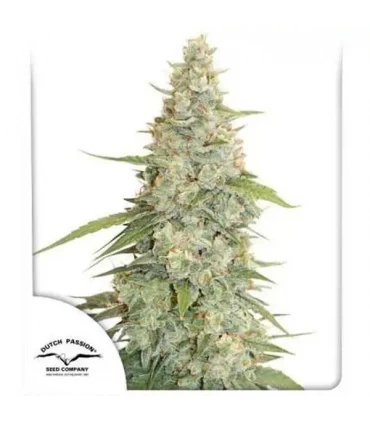 Meringue - Dutch Passion - Kayamurcia.es
