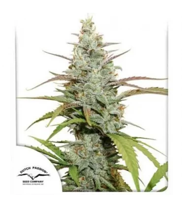 Mokum´s Tulip - Dutch Passion - Kayamurcia.es