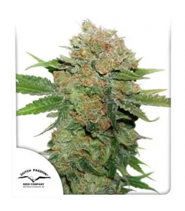 Night Queen - Dutch Passion - Kayamurcia.es
