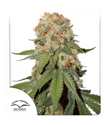 Orange Bud - Dutch Passion - Kayamurcia.es