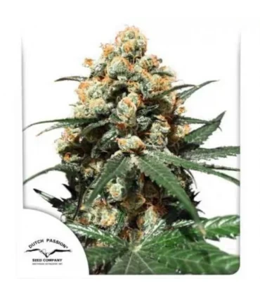 OutLaw - Dutch Passion - Kayamurcia.es