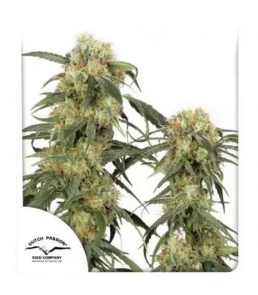 Pamir Gold - Dutch Passion - Kayamurcia.es