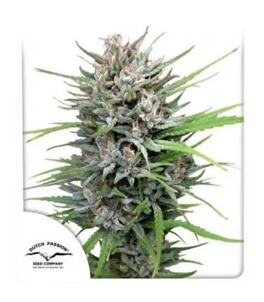 Passion n1 - Dutch Passion - Kayamurcia.es
