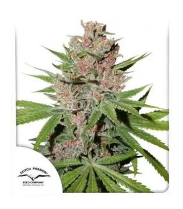 Passion Fruit - Dutch Passion - Kayamurcia.es