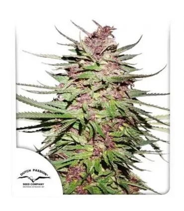 Purple n1 -  Dutch Passion - Kayamurcia.es