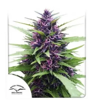 Shaman - Dutch Passion - Kayamurcia.es