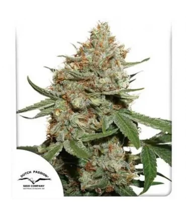 Skunk n11 - Dutch Passion - Kayamurcia.es
