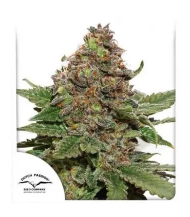 Strawberry Cough - Dutch Passion - Kayamurcia.es
