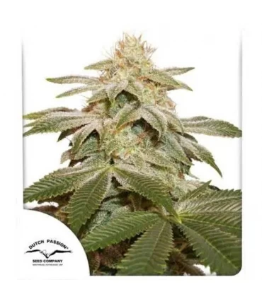 Sugar Bomb Punch - Dutch Passion - Kayamurcia.es