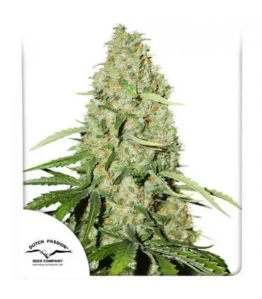 Think Fast - Dutch Passion - Kayamurcia.es