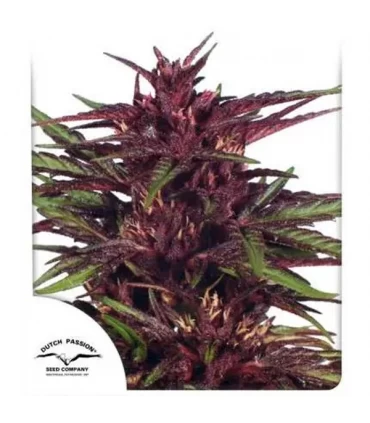 Twilight - Dutch Passion - Kayamurcia.es