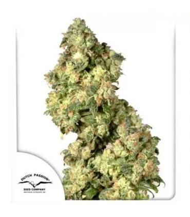 Ultra Skunk - Dutch Passion - Kayamurcia.es