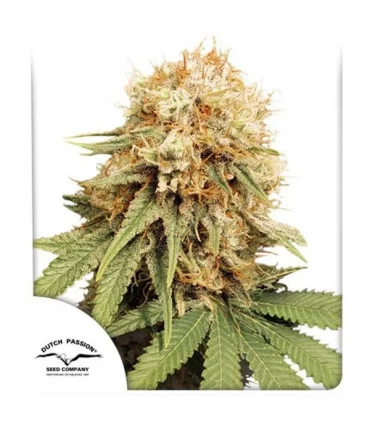 White Widow - Dutch Passion - Kayamurcia.es