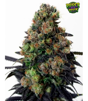 Acid Dough - Ripper Seeds 