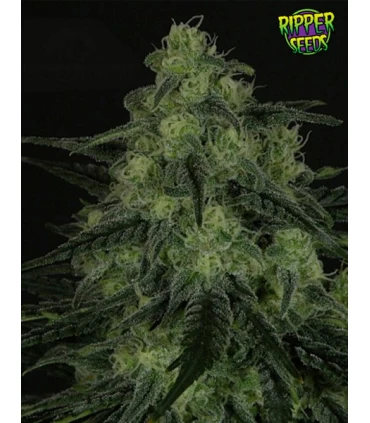 Black Valley - Ripper Seeds 