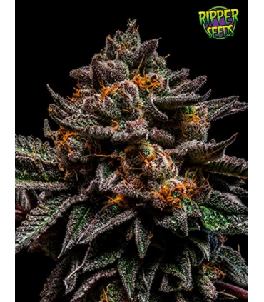 Brain Cake - Ripper Seeds 