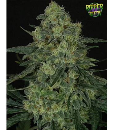 Criminal - Ripper Seeds 
