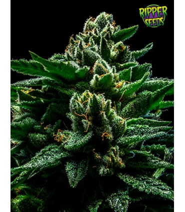 DO-G - Ripper Seeds 