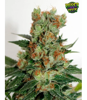 Fuel OG - Ripper Seeds 