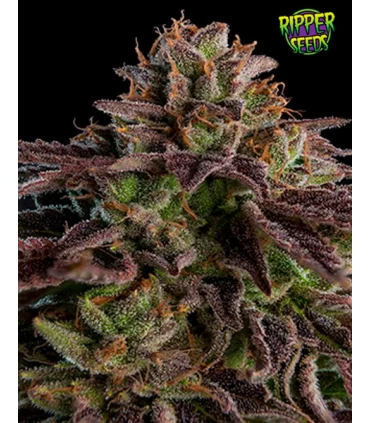 K-Mintz - Ripper Seeds 