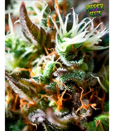 Lemon Ice 2.0 - Ripper Seeds 
