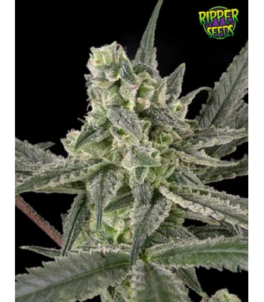 Old School - Ripper Seeds 