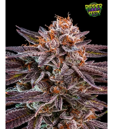 OMG - Ripper Seeds 