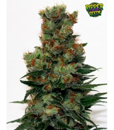 Ripper Badazz - Ripper Seeds 