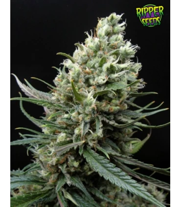 Ripper Haze - Ripper Seeds 