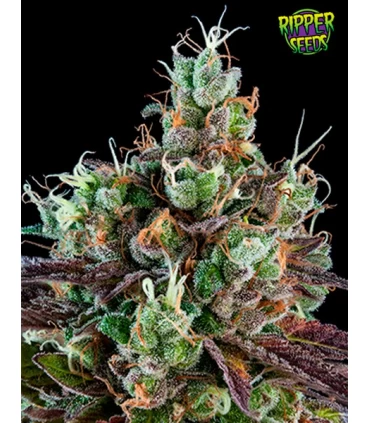 Sour Ripper - Ripper Seeds 