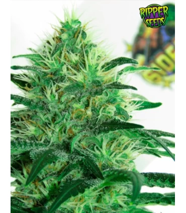 Sideral - Ripper Seeds 