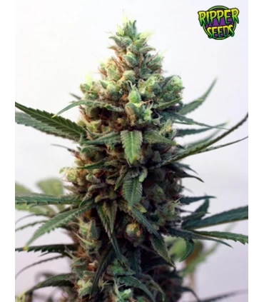 Toxic - Ripper Seeds 
