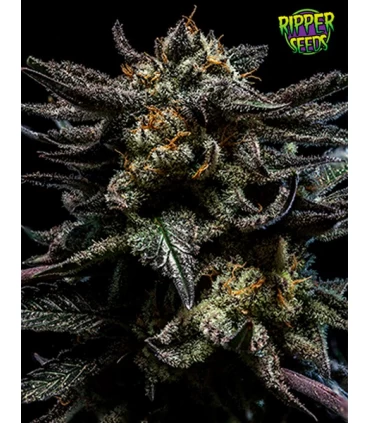 Zombie Kush - Ripper Seeds 