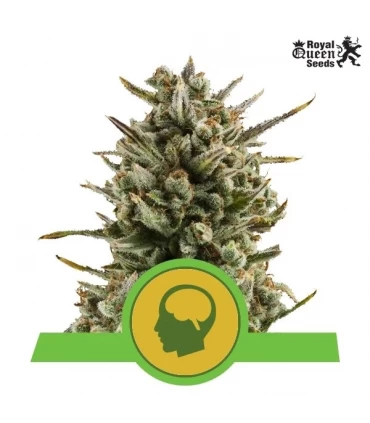 Auto Amnesia Haze - Royal Queen - Kayamurcia.es