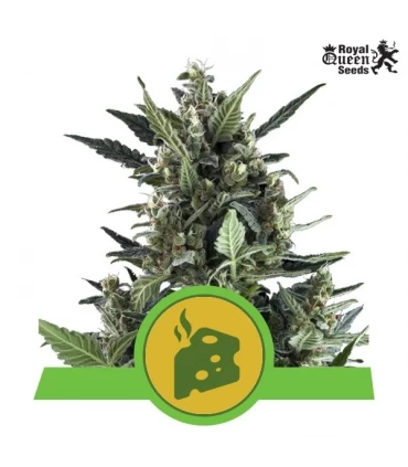 Auto Blue Cheese - Royal Queen - Kayamurcia.es