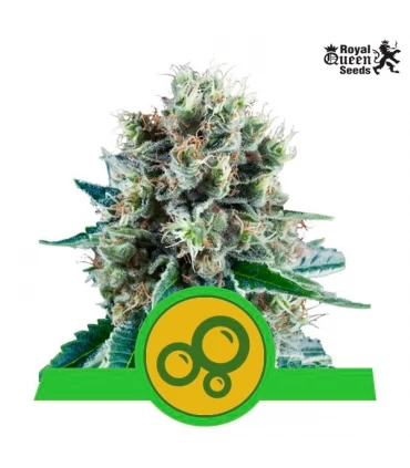 Auto Bubble Kush - Royal Queen - Kayamurcia.es