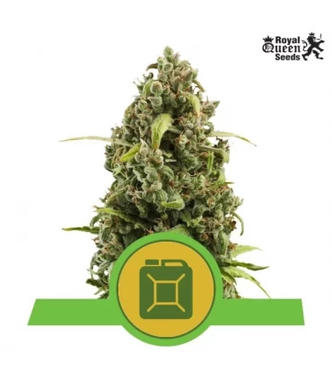 Auto Diesel - Royal Queen - Kayamurcia.es