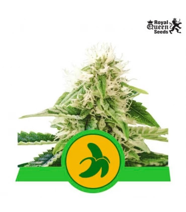 Auto Fat Banana - Royal Queen - Kayamurcia.es