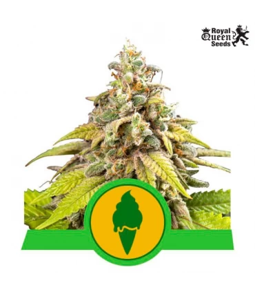 Auto Green Gelato - Royal Queen - Kayamurcia.es
