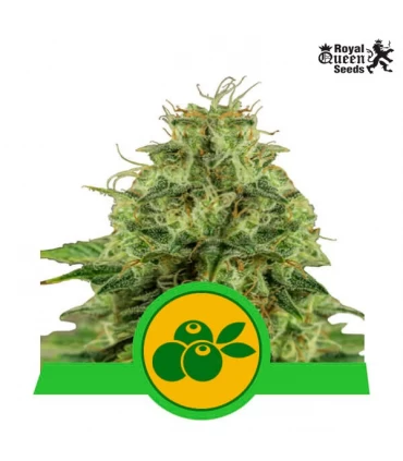 Auto Haze Berry - Royal Queen - Kayamurcia.es