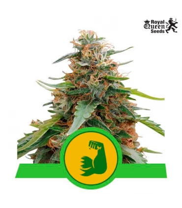 Auto Hulkberry - Royal Queen - Kayamurcia.es