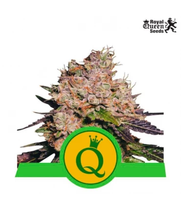 Auto Purple Queen - Royal Queen - Kayamurcia.es