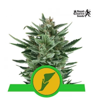 Auto Quick One - Royal Queen - Kayamurcia.es
