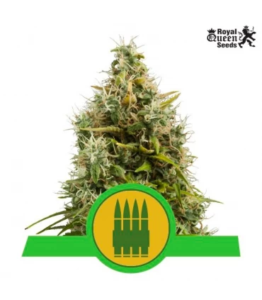 Auto Royal AK - Royal Queen - Kayamurcia.es
