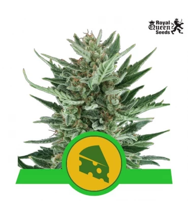 Auto Royal Cheese - Royal Queen - Kayamurcia.es