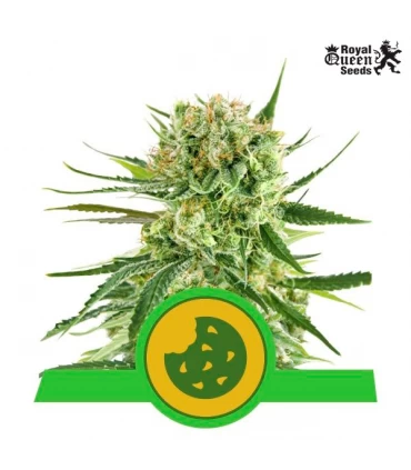 Auto Royal Cookies - Royal Queen - Kayamurcia.es