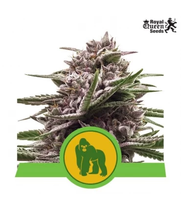 Auto Royal Gorilla - Royal Queen - Kayamurcia.es