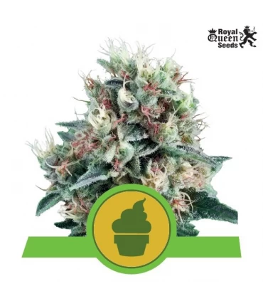 Auto Royal Creamatic - Royal Queen - Kayamurcia.es